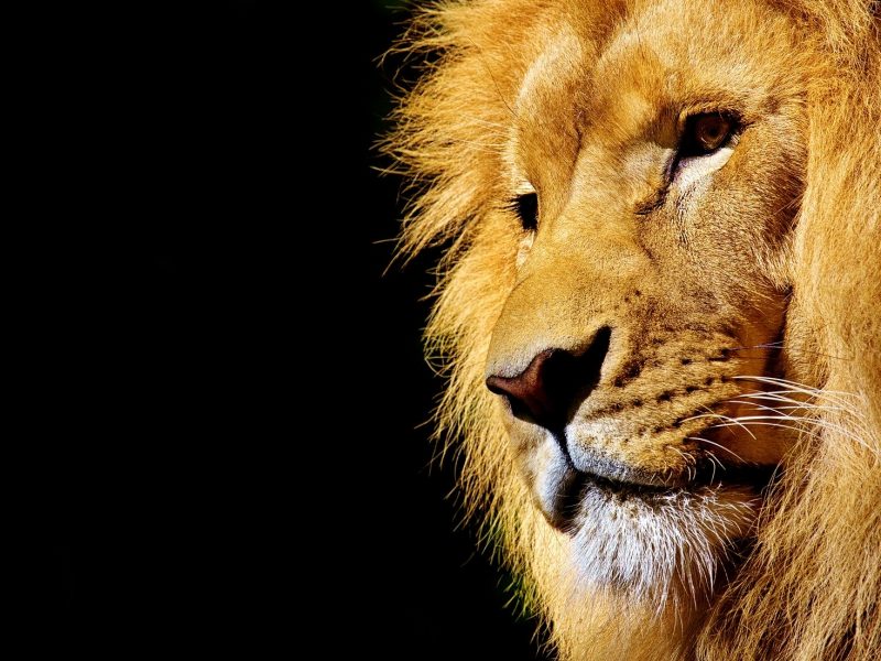 Sports Tourist’s Guide to the British & Irish Lions Tour of South Africa 2021